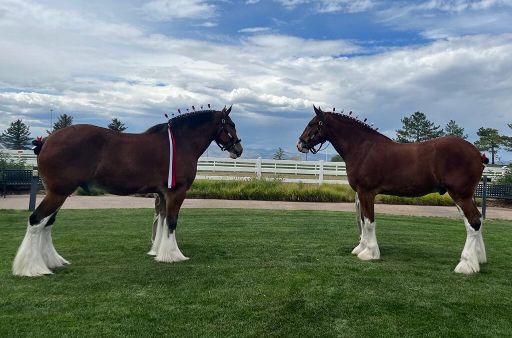 Where to see the Clydesdales in St. Louis
