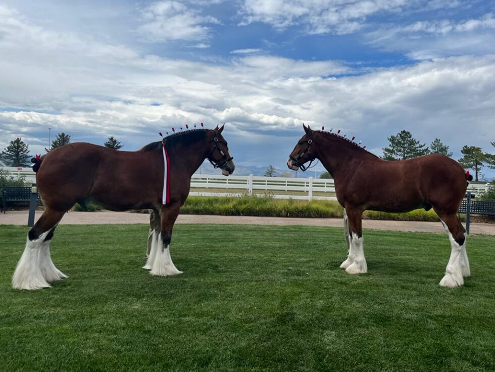 Where to see the Clydesdales in St. Louis All Around Saint Louis